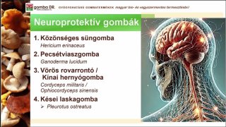 Szondiné Tóth Ágnes - Gyógynövényes workshop terem